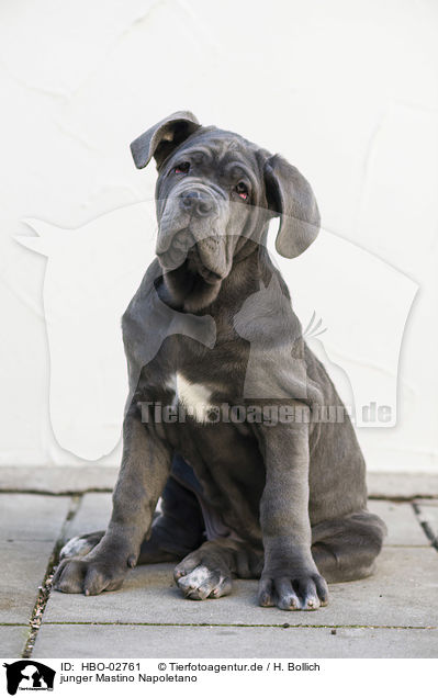 junger Mastino Napoletano / young Mastino Napoletano / HBO-02761