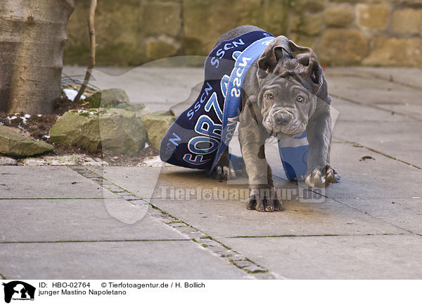 junger Mastino Napoletano / young Mastino Napoletano / HBO-02764