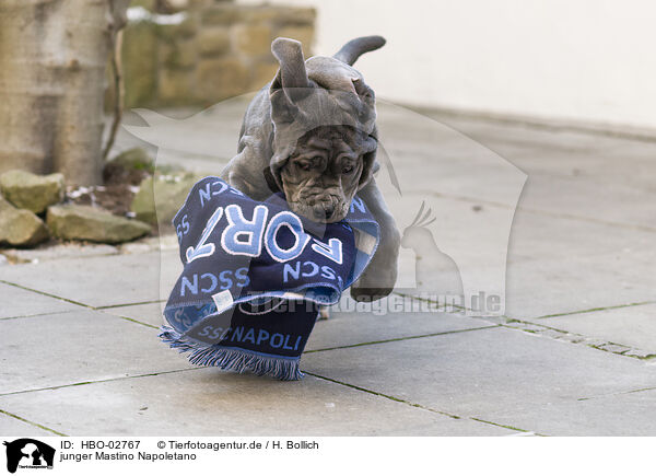 junger Mastino Napoletano / young Mastino Napoletano / HBO-02767