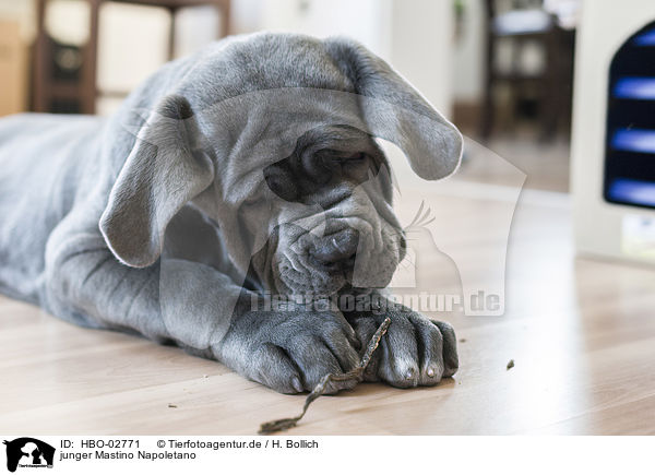 junger Mastino Napoletano / young Mastino Napoletano / HBO-02771