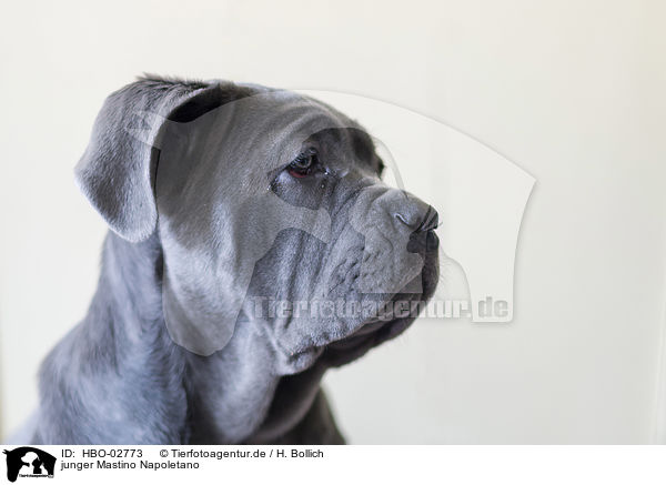 junger Mastino Napoletano / young Mastino Napoletano / HBO-02773