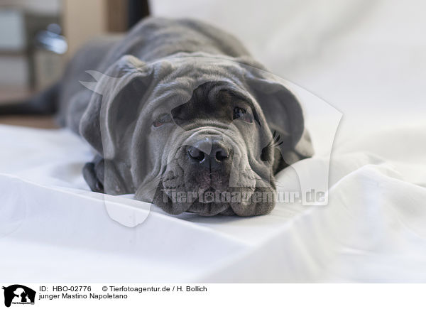 junger Mastino Napoletano / young Mastino Napoletano / HBO-02776