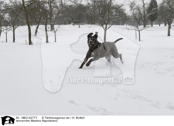 rennender Mastino Napoletano / HBO-02777