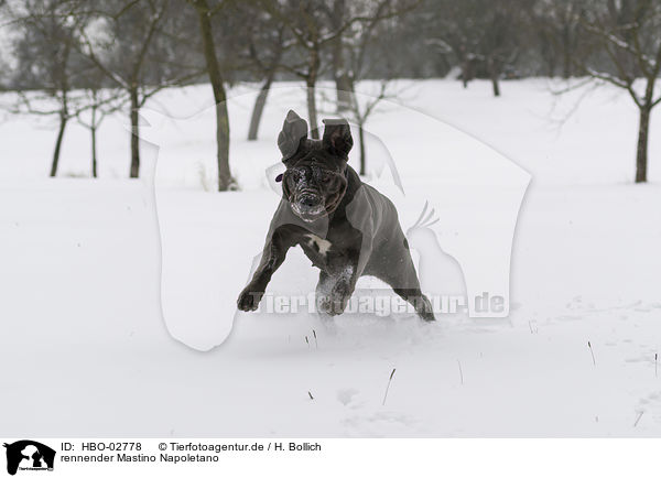 rennender Mastino Napoletano / running Mastino Napoletano / HBO-02778