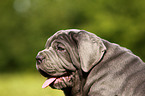 Mastino Napoletano Welpe