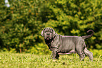 Mastino Napoletano Welpe