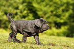 Mastino Napoletano Welpe