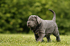 Mastino Napoletano Welpe