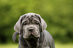 Mastino Napoletano Welpe