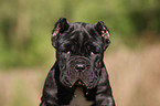 Mastino Napoletano Welpe