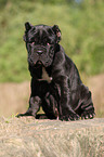 Mastino Napoletano Welpe