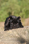 Mastino Napoletano Welpe