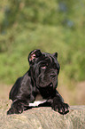 Mastino Napoletano Welpe