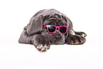 Mastino Napoletano Welpe