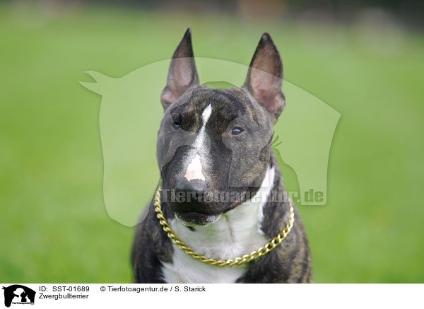 Zwergbullterrier / Miniature Bullterrier / SST-01689