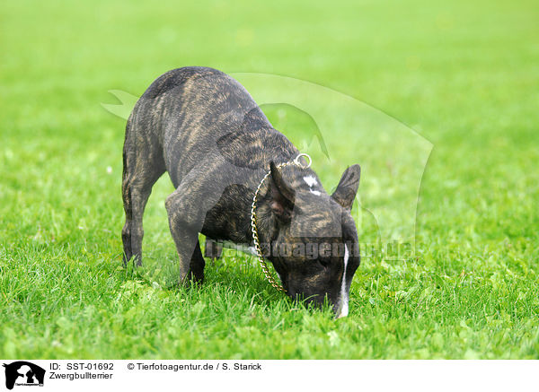 Zwergbullterrier / Miniature Bullterrier / SST-01692