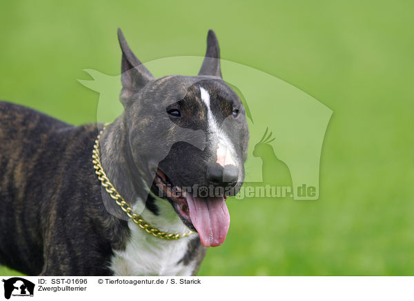Zwergbullterrier / Miniature Bullterrier / SST-01696