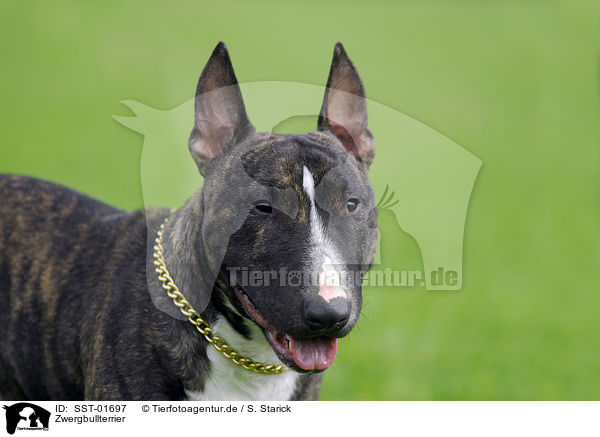 Zwergbullterrier / Miniature Bullterrier / SST-01697