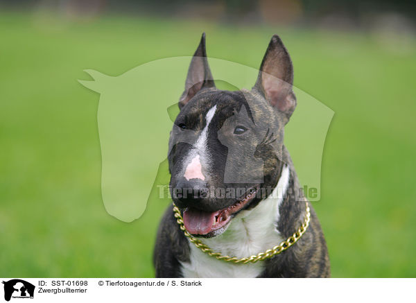 Zwergbullterrier / Miniature Bullterrier / SST-01698