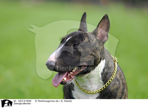 Zwergbullterrier / Miniature Bullterrier / SST-01699