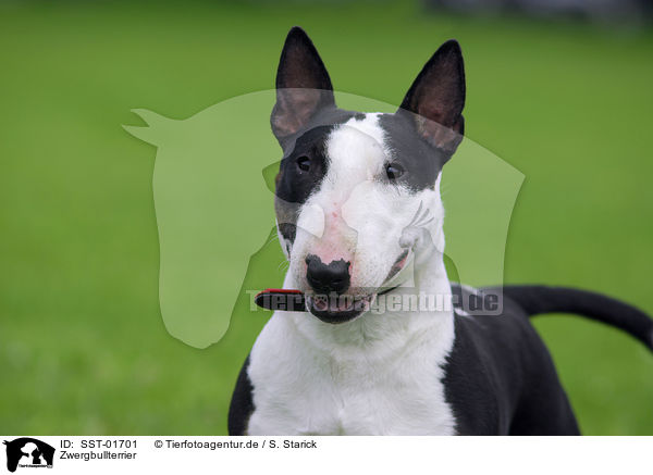 Zwergbullterrier / Miniature Bullterrier / SST-01701