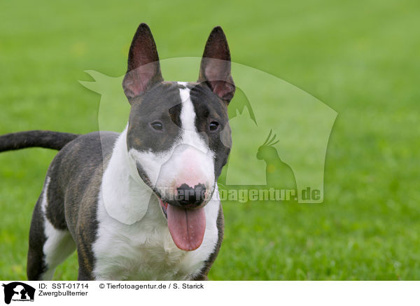 Zwergbullterrier / Miniature Bullterrier / SST-01714