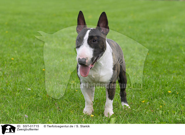 Zwergbullterrier / Miniature Bullterrier / SST-01715