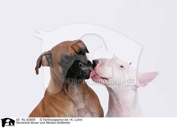 Deutscher Boxer und Miniatur Bullterrier / German Boxer and Miniature Bullterrier / KL-02858