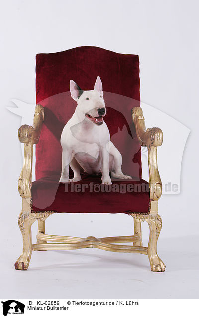 Miniatur Bullterrier / Miniature Bullterrier / KL-02859