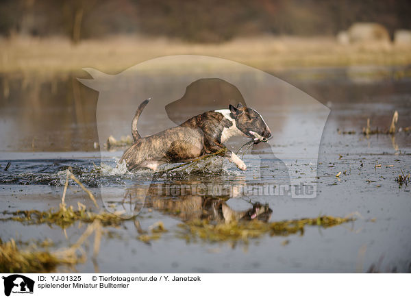 spielender Miniatur Bullterrier / playing Miniature Bullterrier / YJ-01325