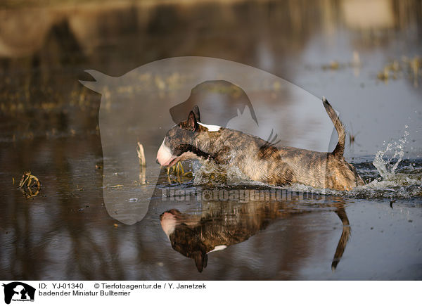 badender Miniatur Bullterrier / bathing Miniature Bullterrier / YJ-01340