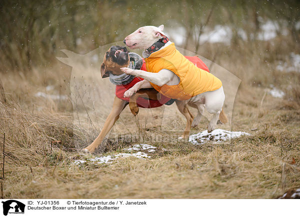 Deutscher Boxer und Miniatur Bullterrier / YJ-01356