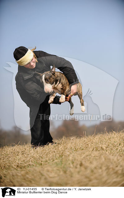 Miniatur Bullterrier beim Dog Dance / YJ-01455