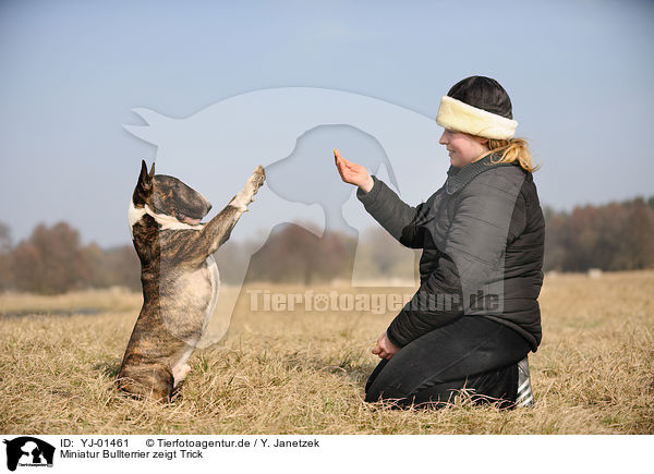 Miniatur Bullterrier zeigt Trick / Miniature Bullterrier shows trick / YJ-01461