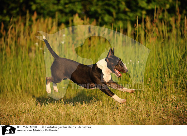 rennender Miniatur Bullterrier / running Miniature Bull Terrier / YJ-01820