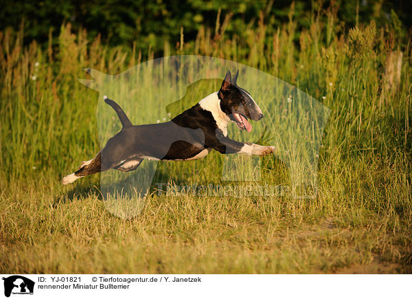 rennender Miniatur Bullterrier / running Miniature Bull Terrier / YJ-01821