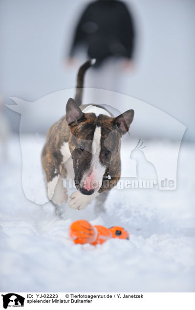 spielender Miniatur Bullterrier / playing Miniature Bullterrier / YJ-02223