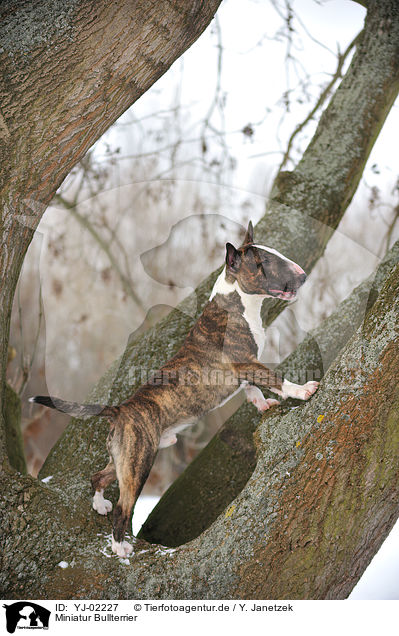 Miniatur Bullterrier / Miniature Bullterrier / YJ-02227