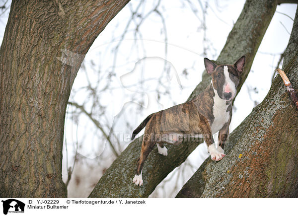 Miniatur Bullterrier / Miniature Bullterrier / YJ-02229