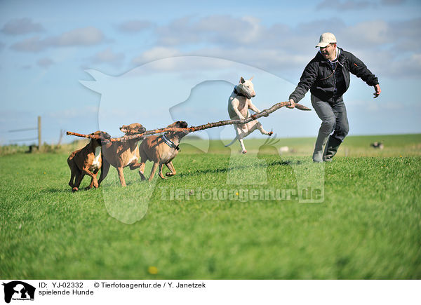 spielende Hunde / playing dogs / YJ-02332