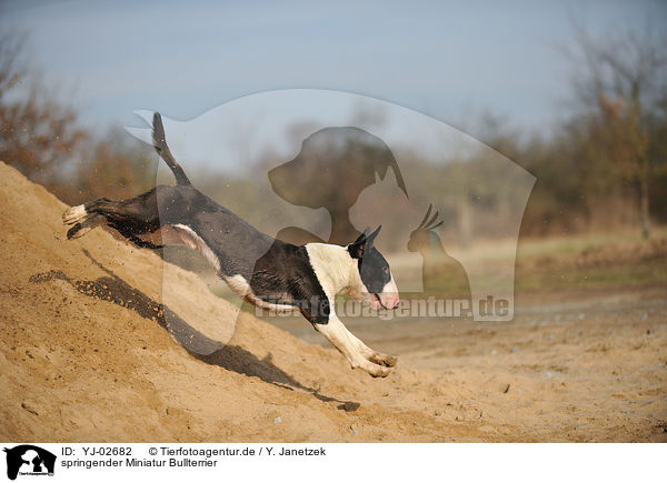 springender Miniatur Bullterrier / jumping Miniature Bullterrier / YJ-02682