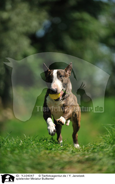 spielender Miniatur Bullterrier / playing Miniature Bullterrier / YJ-04047