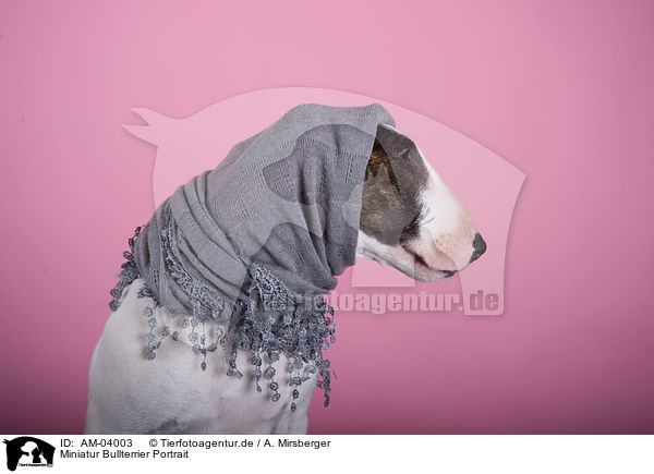 Miniatur Bullterrier Portrait / AM-04003