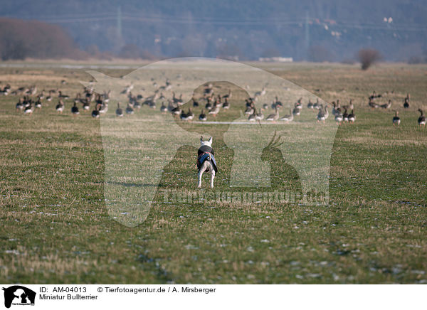 Miniatur Bullterrier / AM-04013