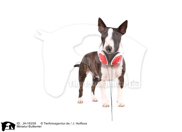 Miniatur Bullterrier / JH-16208