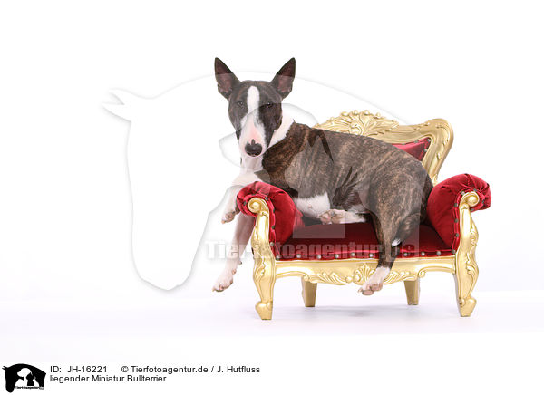 liegender Miniatur Bullterrier / JH-16221