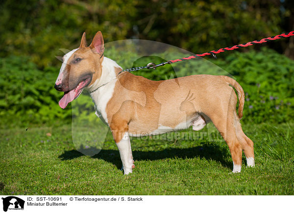 Miniatur Bullterrier / Miniature Bullterrier / SST-10691