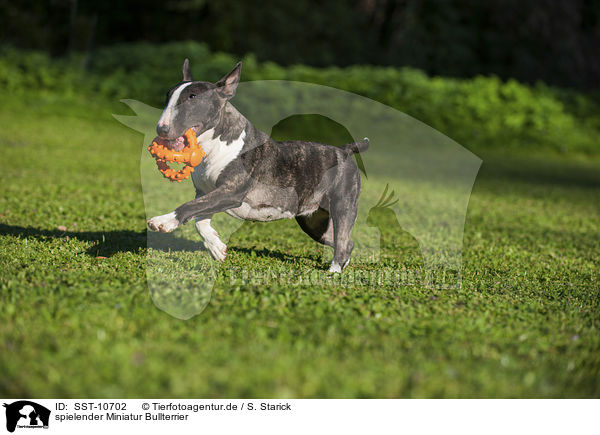 spielender Miniatur Bullterrier / playing Miniature Bullterrier / SST-10702