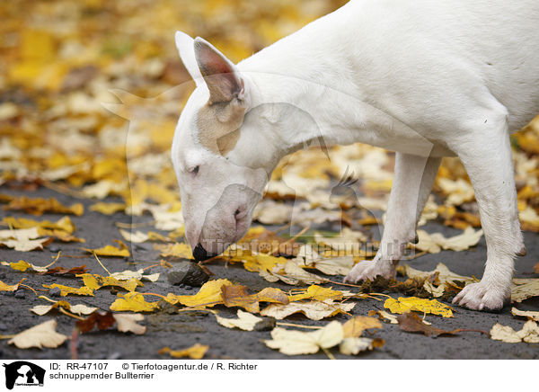 schnuppernder Bullterrier / snuffling English Bull Terrier / RR-47107