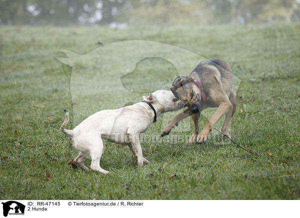 2 Hunde / 2 dogs / RR-47145